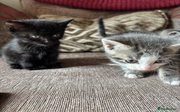 Mixed Breed cats for sale: Kittens for sale  - Image 4