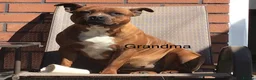 Staffordshire Bull Terrier dogs for sale: Beautiful Staffordshire bull terrier pups - Advert 14