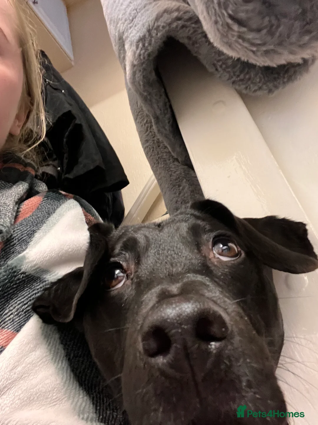 Mixed Breed dogs for sale: Male neutered cross  - Advert 7