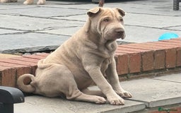 Shar Pei dogs for sale: 1 STUNNING GIRL LEFT PURE BRED  - Image 3