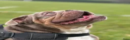 English Bulldog dogs for sale: Zeus English Bulldog - Advert 8
