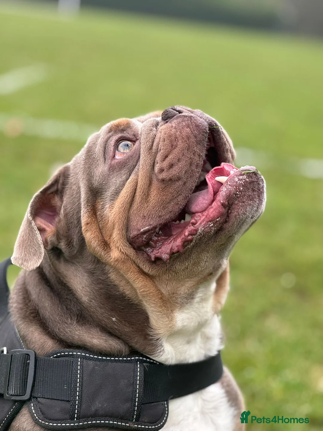 English Bulldog dogs for sale: Zeus English Bulldog - Advert 8