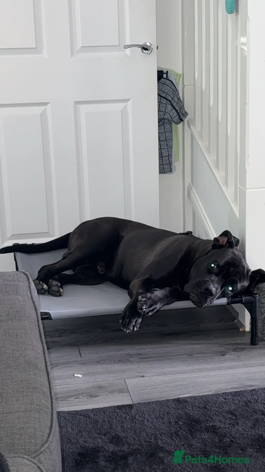 Cane Corso dogs for stud: Our Hugo Up For Stud  - Advert 2