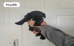 Sprocker dogs for sale: F1 sprockers 4 boys 3 girls - Image 7