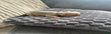 Grey girl 