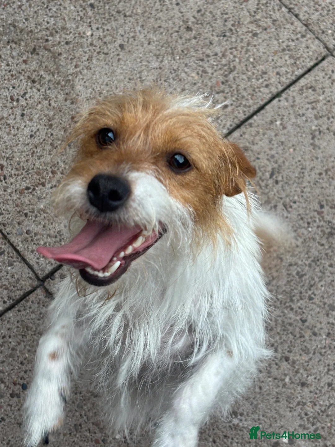 Jack Russell dogs for sale: Penny 1 year old Jack Russell female  - Advert 3