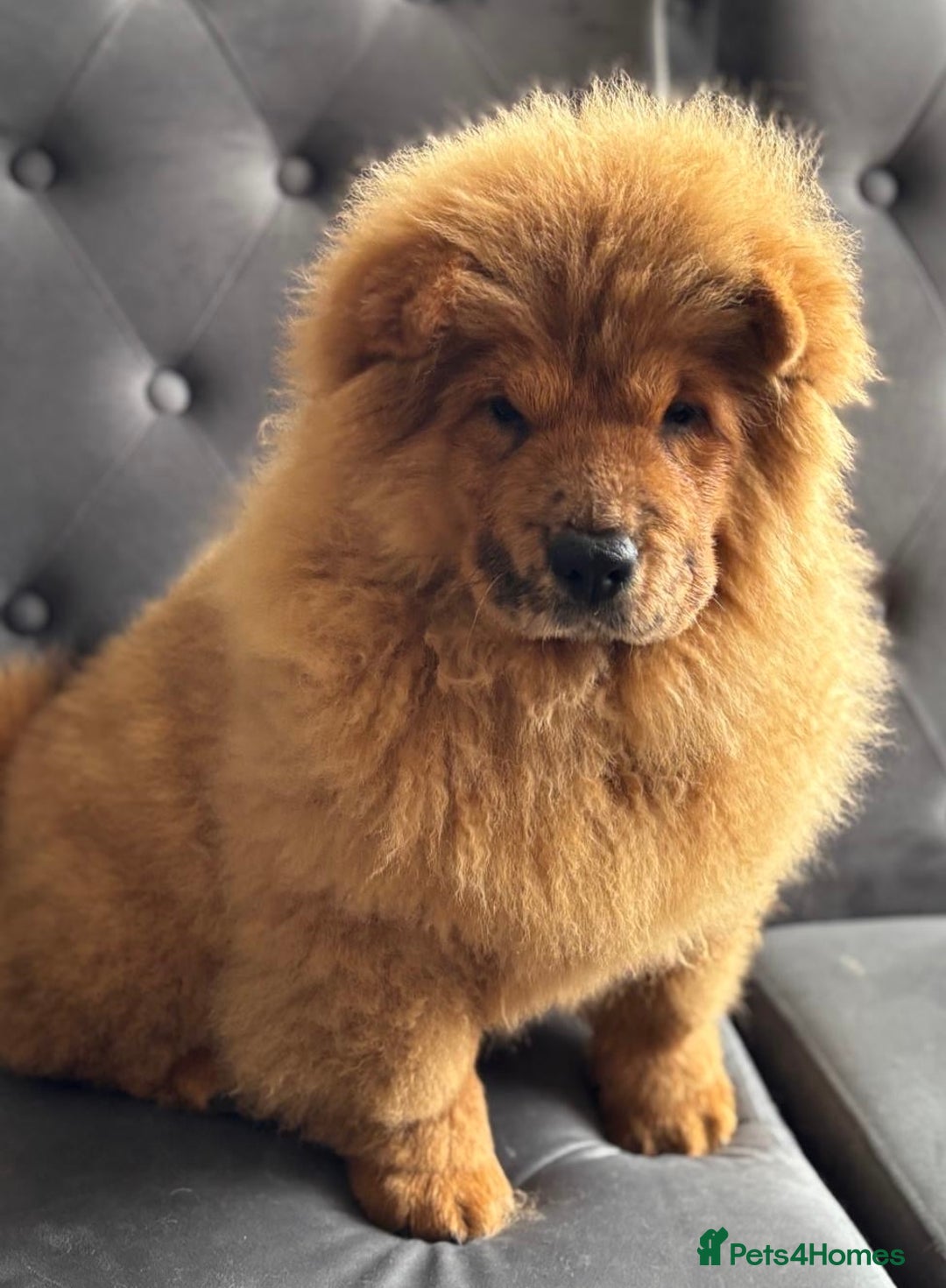 Chow Chow dogs for sale: 5 UNREAL QUALITY CHOWS 😍🦁 final reductions!  - Image 6
