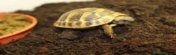 Tortoise reptiles for sale: BABY HERMANNS & SET UPS! - Advert 6
