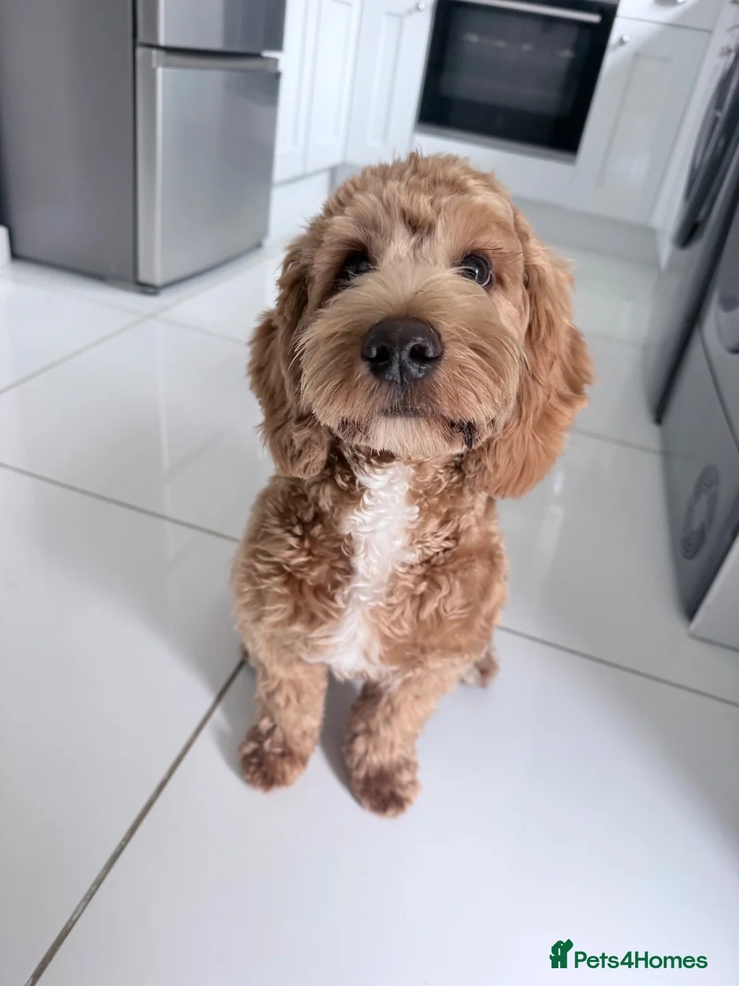 Cockapoo dogs for sale: Odin  in Shildon - Advert 3