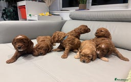 Cockapoo dogs for stud: F2 Cockapoo - Stud - Image 2