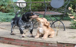 Cocker Spaniel dogs for sale: KC registered Cocker Spaniel puppies - Image 10