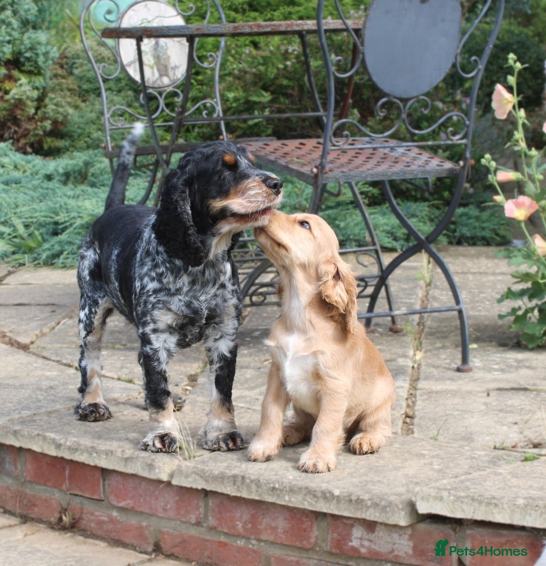 Cocker Spaniel dogs for sale: KC registered Cocker Spaniel puppies - Image 10