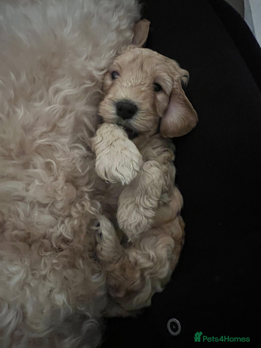 Australian Labradoodle dogs for sale: 5 Australian Labradoodle girls - Advert 13