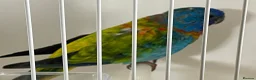 Parakeets birds for sale: Proven pair of Turquoise Grass Parakeet - Advert 14