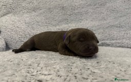 Bandog dogs for sale: 🐾 🌟 Premium multigen Bandogge Puppies🌟🐾 - Image 17