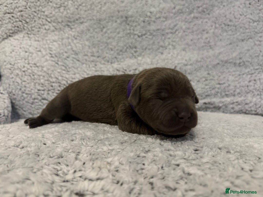 Bandog dogs for sale: 🐾 🌟 Premium multigen Bandogge Puppies🌟🐾 - Image 17