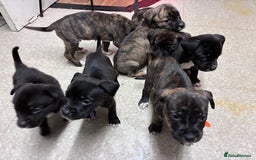 Mixed Breed dogs for sale: Cane Corso-Belgian Malanois cross American Bulldog - Advert 18