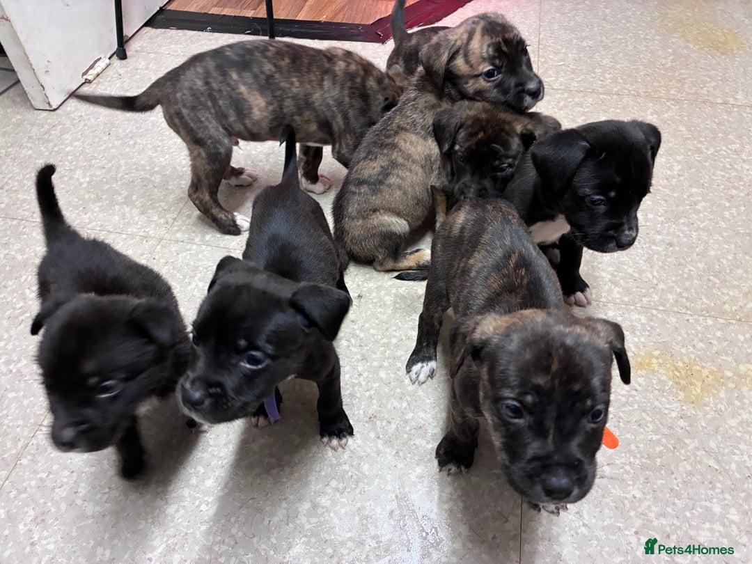Mixed Breed dogs for sale: Cane Corso-Belgian Malanois cross American Bulldog - Advert 18