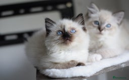 Ragdoll cats for sale:  ragdoll last boy left  - Image 12