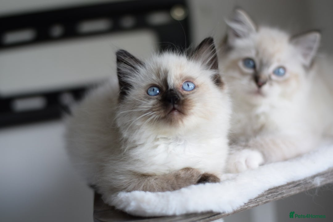 Ragdoll cats for sale:  ragdoll last boy left  - Image 12