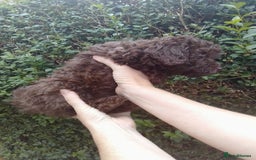 Toy Poodle dogs for sale:  🐩 Tiny Chocolate Toy Poodle – Ready in 2 Weeks! - Image 16