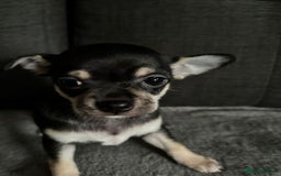 Chihuahua dogs for sale: Chihuahua Puppies For Sale Eastbourne  - Image 9