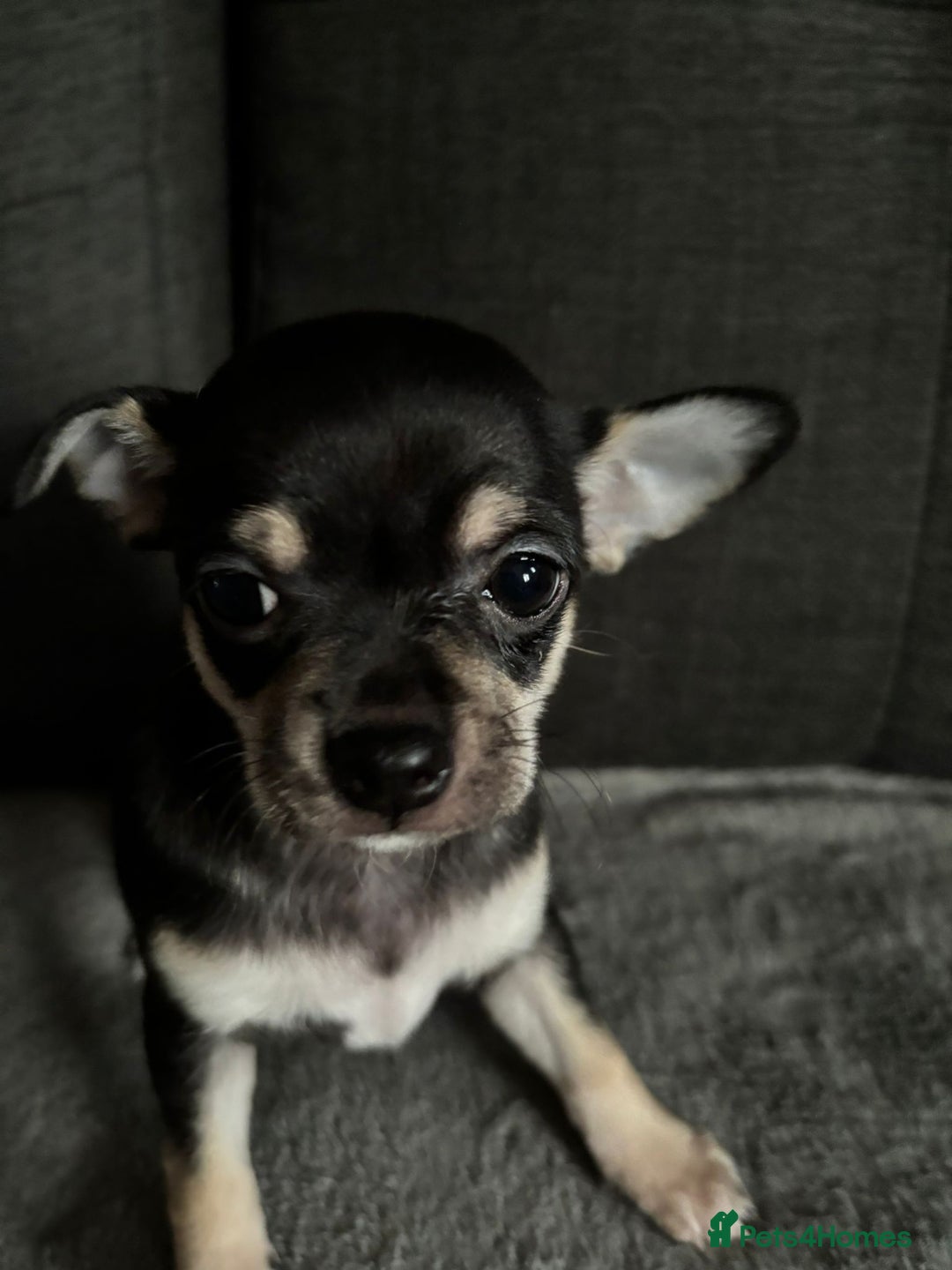 Chihuahua dogs for sale: Chihuahua Puppies For Sale Eastbourne  - Image 9