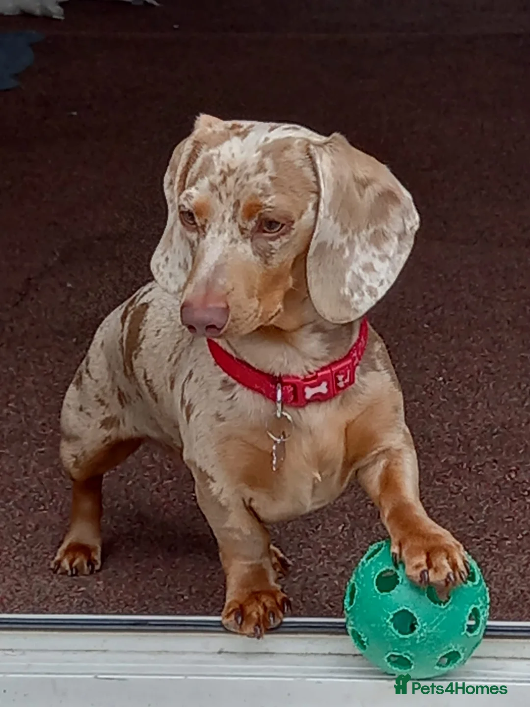 Dachshund dogs for stud: Isabella dapple male stud  - Advert 1