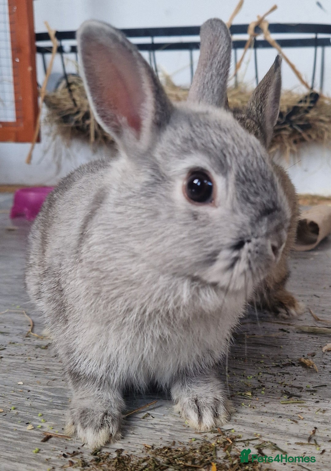 Netherland Dwarf rabbits for sale: 8 week old grey/silver Netherland dwarf female - Image 4