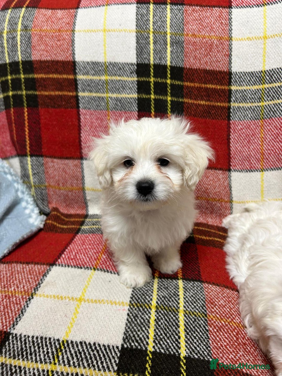 Mixed Breed dogs for sale: Maltese / Bichon Frise Puppies - Advert 9