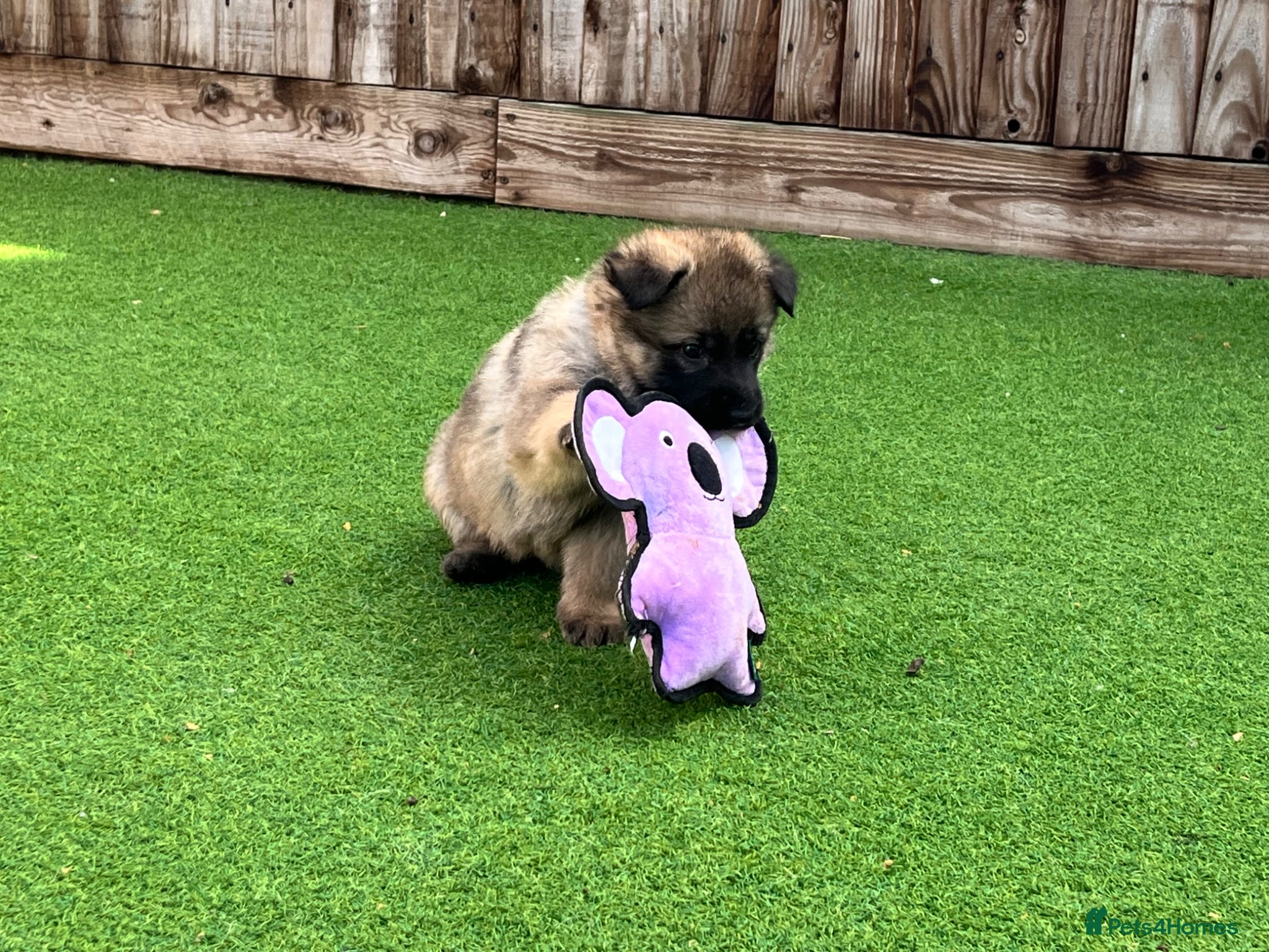 German Shepherd dogs Gorgeous German Shepherd puppies, 8 wks 17th May❤️ - Advert 10
