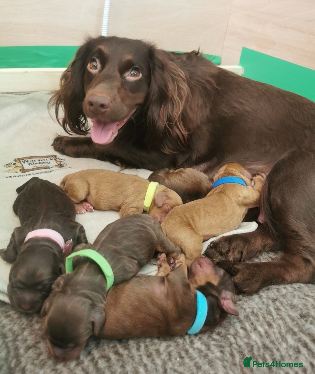 Cocker Spaniel dogs FTCH Pedigree Working Cocker Spaniels  - Advert 1