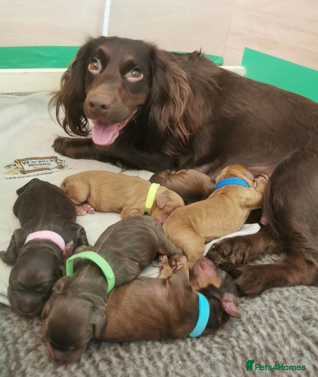 Cocker Spaniel dogs for sale: FTCH Pedigree Working Cocker Spaniels  - Advert 1