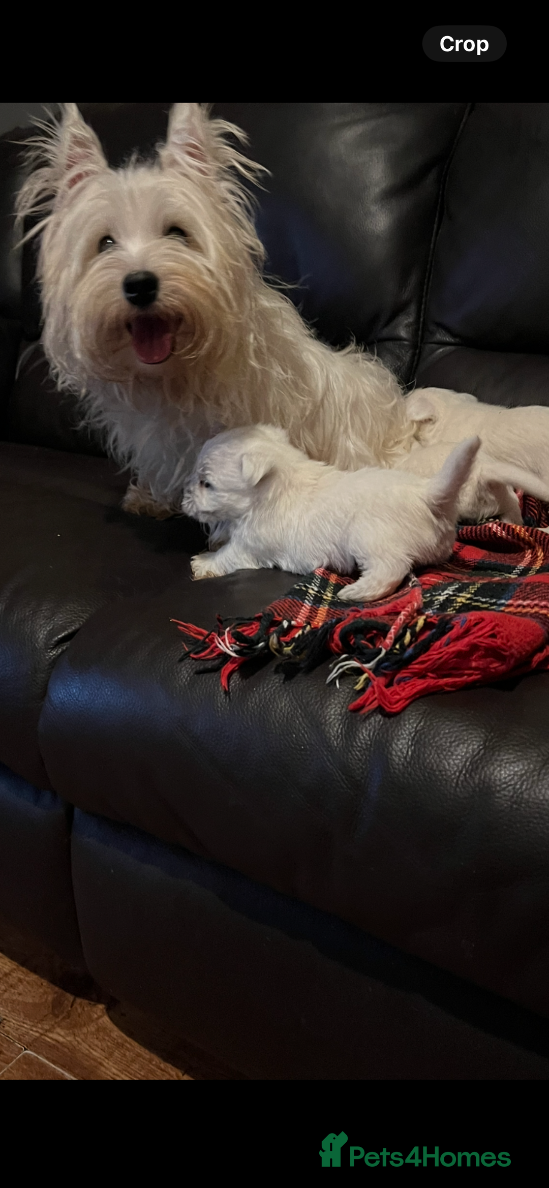 West Highland Terrier dogs for sale: West highland terrier puppies - Image 6