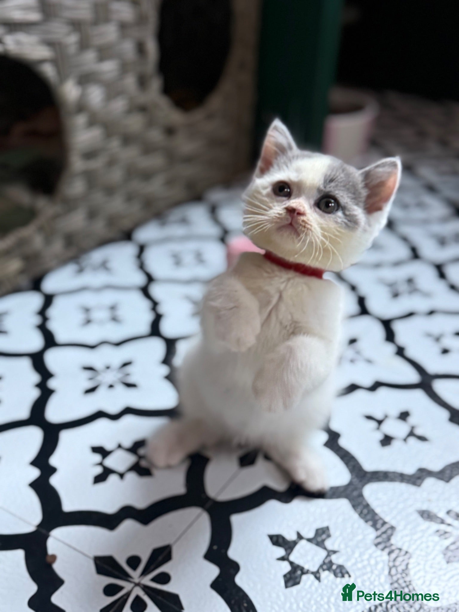 British Shorthair cats Price Drop😻Champion British Shorthair Kittens🥇🏆 - Advert 2