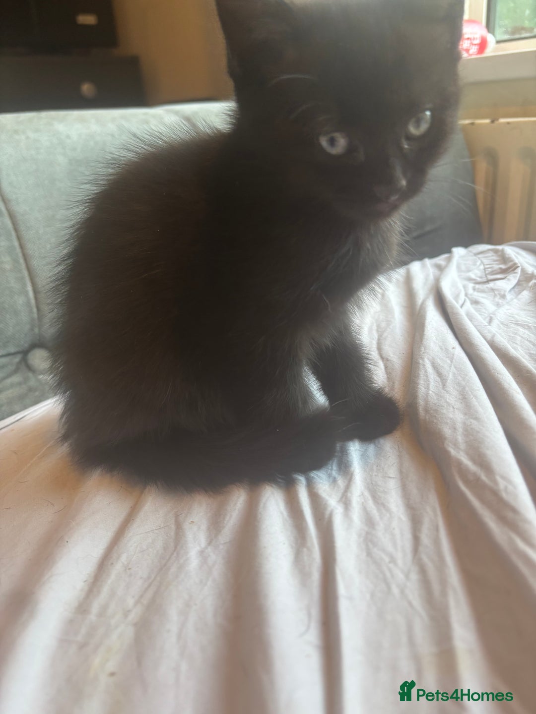 Mixed Breed cats for sale: Black/ bengal kitten  - Advert 1