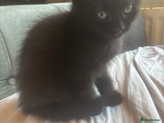 Mixed Breed cats Black/ bengal kitten - Advert 1