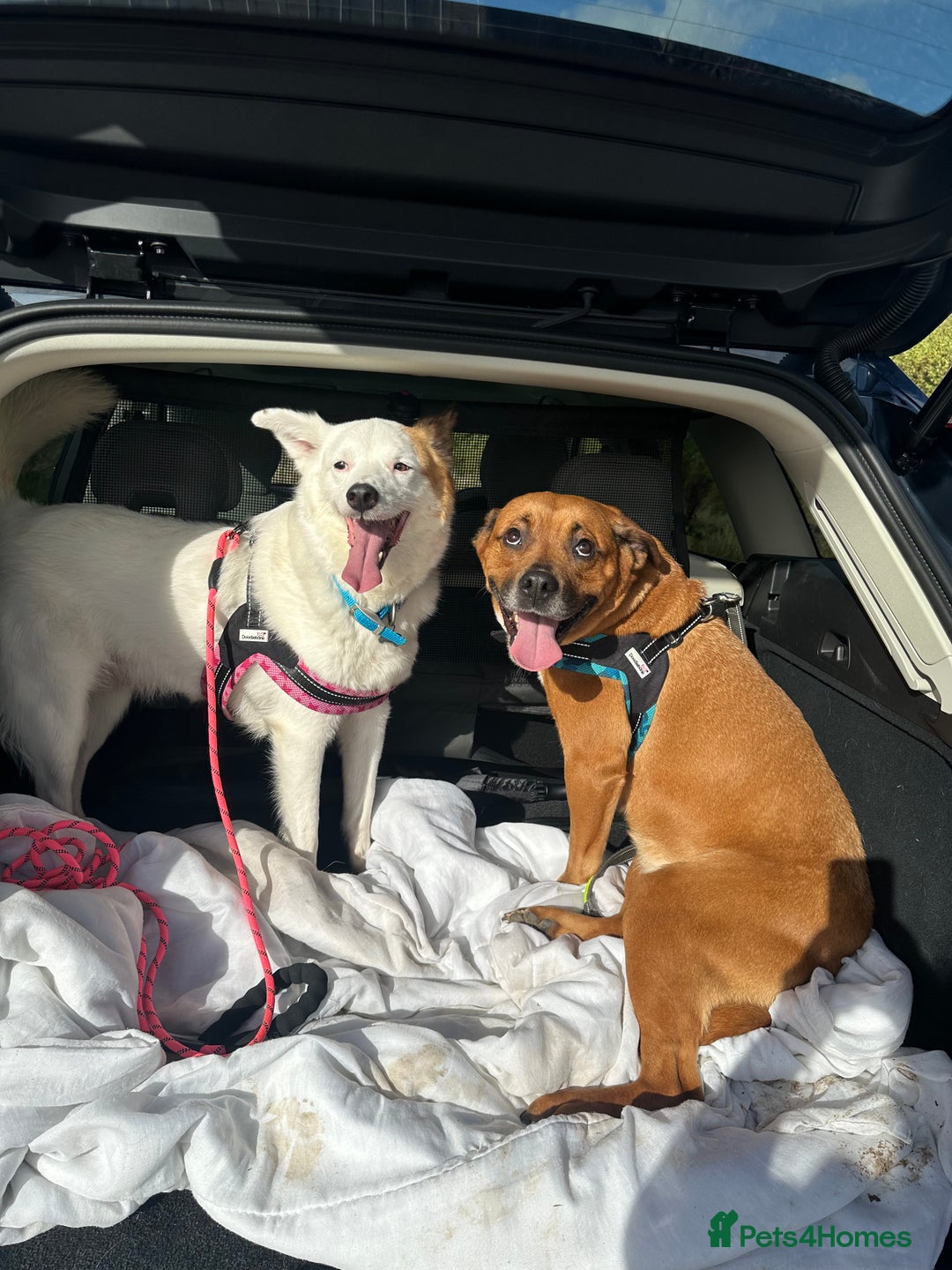 Mixed Breed dogs for sale: Staffy x Rhodesian Ridgeback ( F) collie x ( m) - Image 1