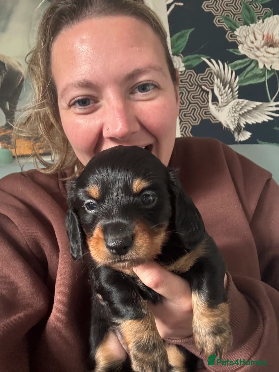 Miniature Dachshund dogs for sale: For Sale £1100 - Advert 5