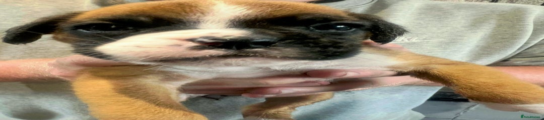 Boxer Puppy 7