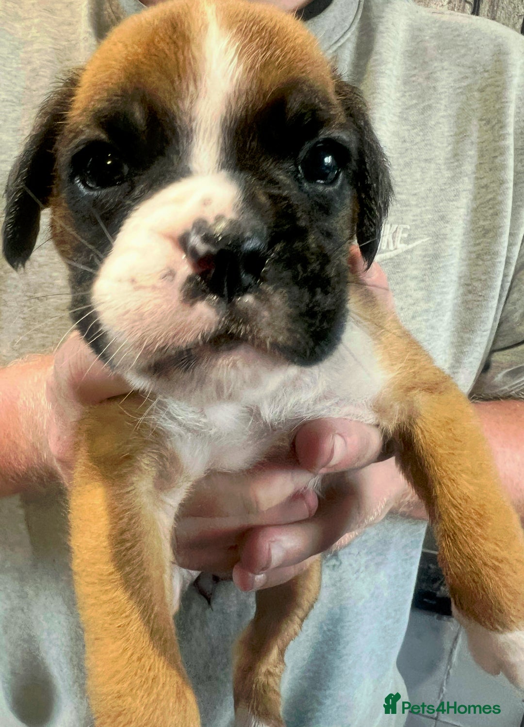 Boxer dogs for sale: Gorgeous litter of tailed and bob tailed boxers  - Image 8