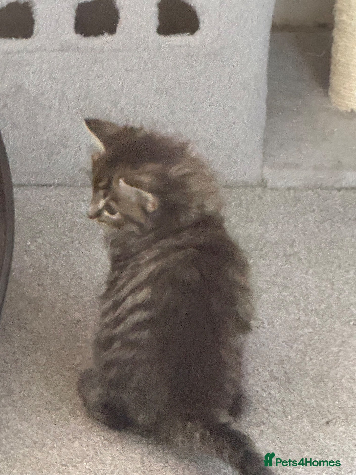 Mixed Breed cats for sale: Beautiful mixed breed kittens  - Advert 2