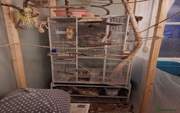 Cockatiels birds for sale:  Breeding Pair of Cockatiels  - Image 5