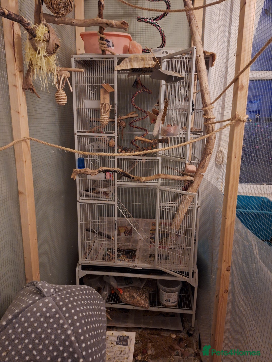 Cockatiels birds for sale:  Breeding Pair of Cockatiels  - Image 5