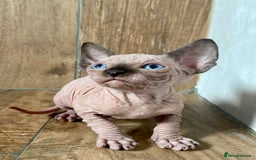 Sphynx cats for sale: Kittens sphinx Canadian girl blue eyes  - Image 1