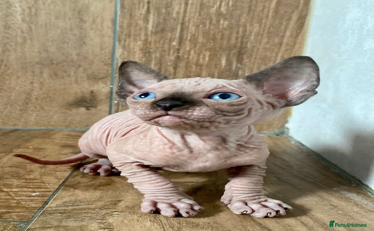 Sphynx cats - Advert 1