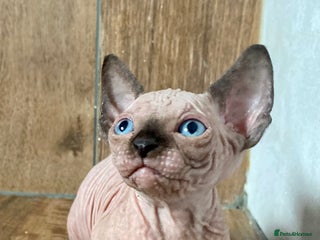 Sphynx cats - Advert 14