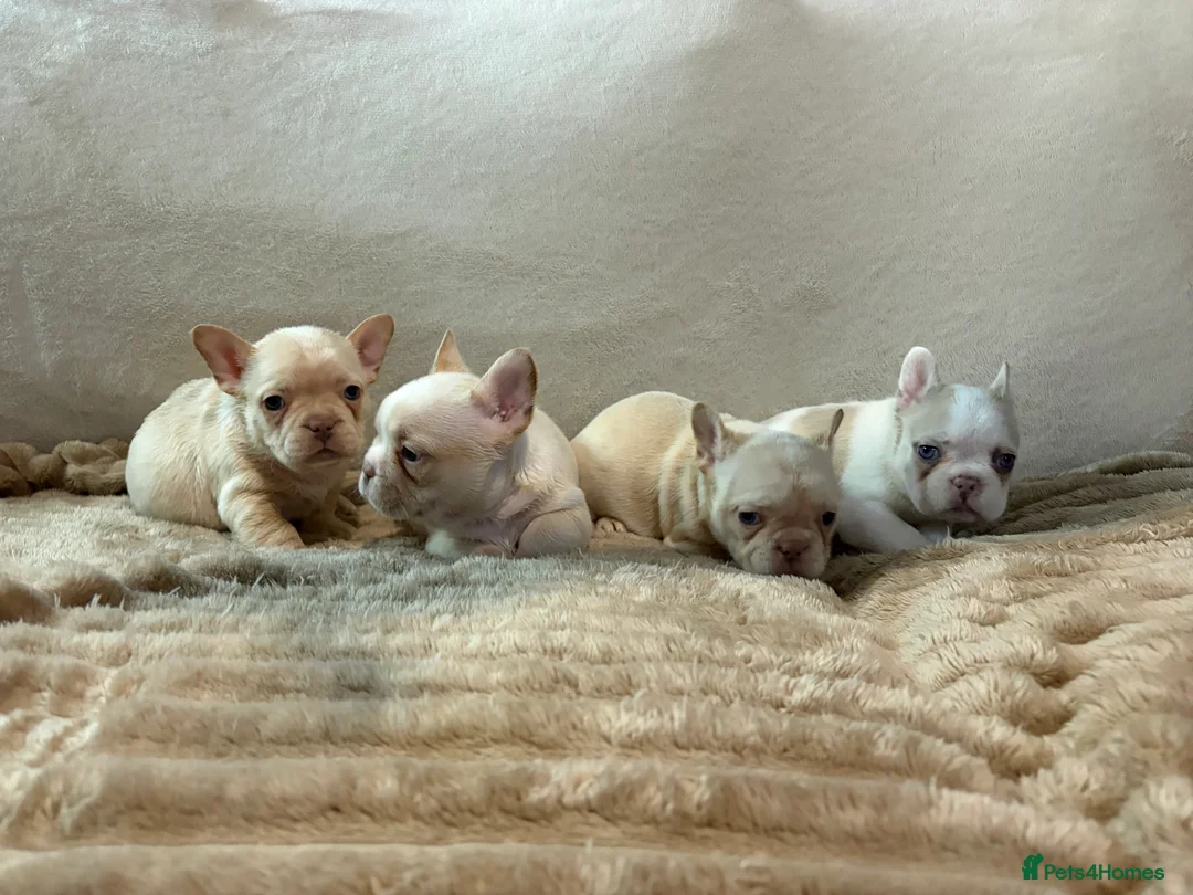 French Bulldog dogs for sale: French bulldog puppy’s  - Advert 4