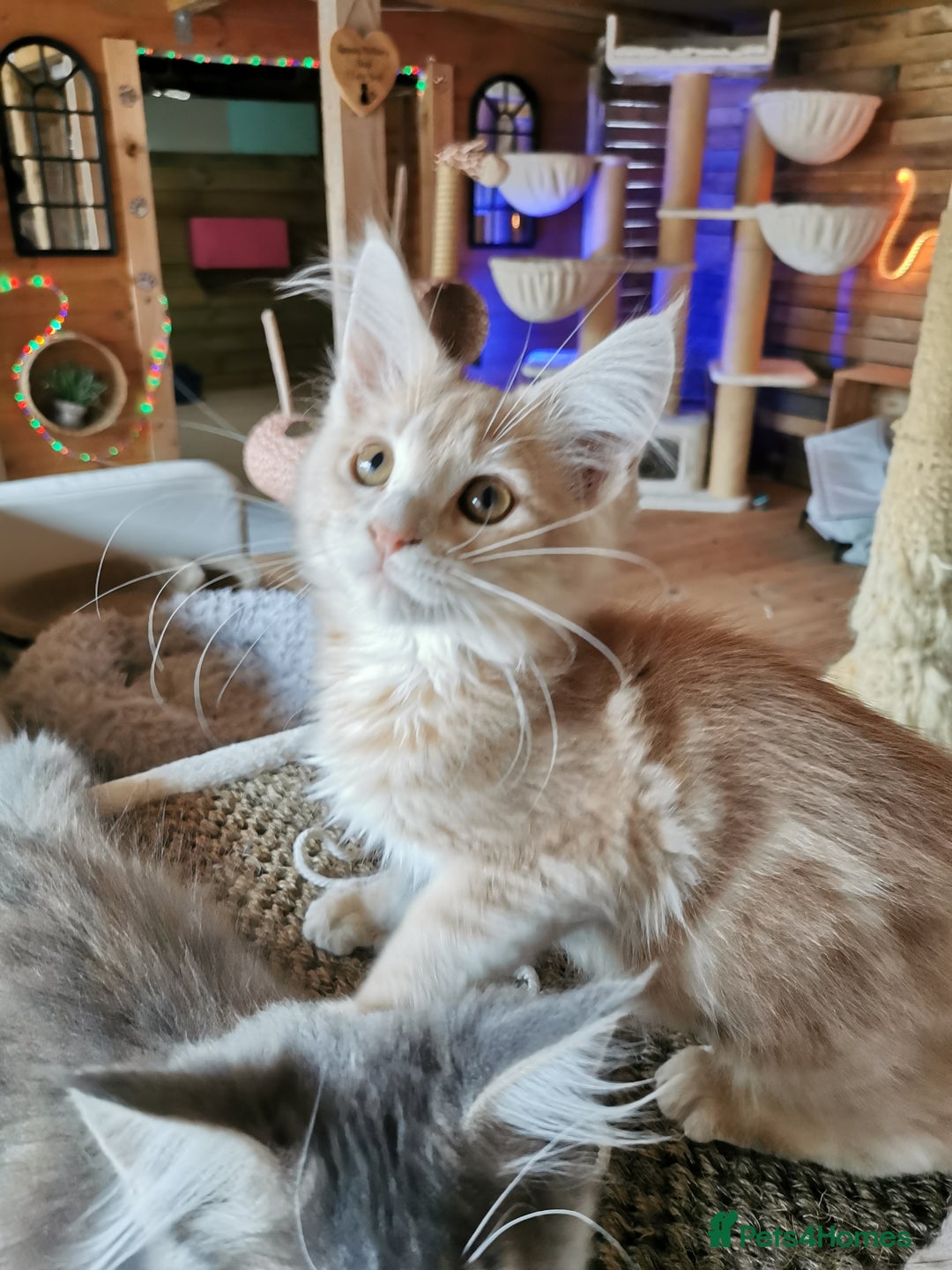 Maine Coon cats for sale: Full pedigree maine coon kittens for sale - Image 6