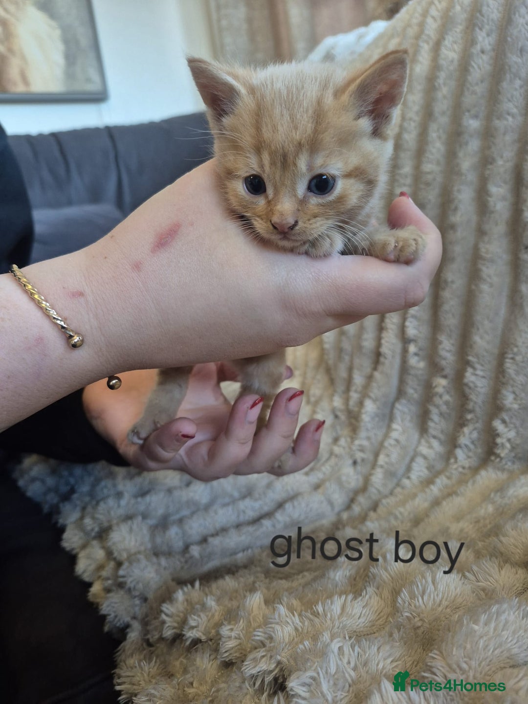 Mixed Breed cats for sale: Unusual litter for sale. 3 LEFT - Advert 13